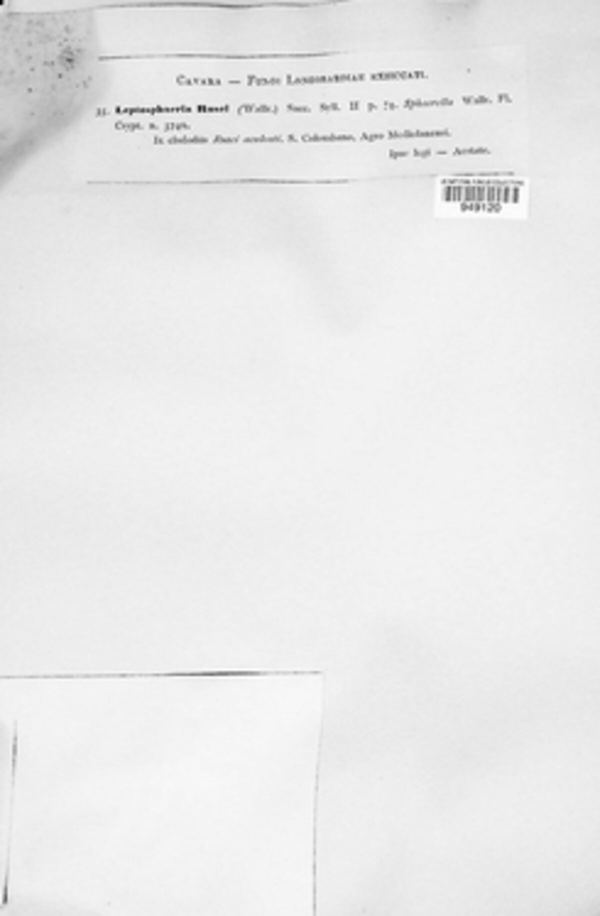 Leptosphaeria rusci image